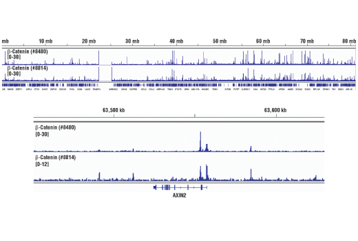 Chromatin Immunoprecipitation Image 2: β-Catenin (D10A8) XP® Rabbit mAb