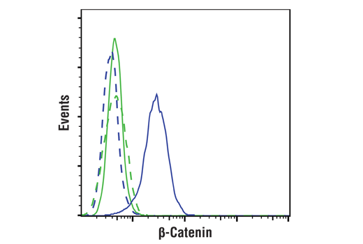  Image 22: PhosphoPlus® β-Catenin (Ser675) Antibody Duet