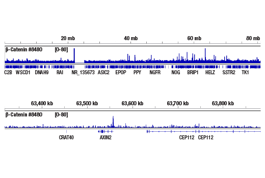  Image 9: PhosphoPlus® β-Catenin (Ser675) Antibody Duet