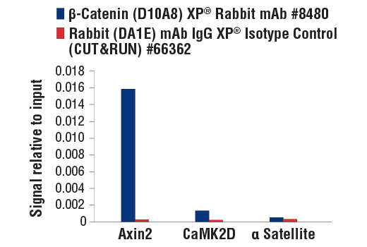  Image 19: Cadherin-Catenin Antibody Sampler Kit
