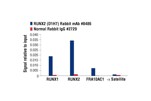 Chromatin Immunoprecipitation Image 1: RUNX2 (D1H7) Rabbit mAb
