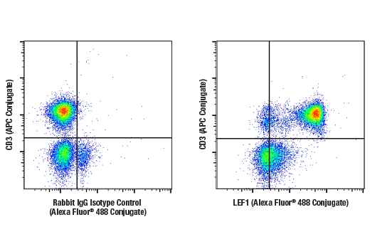 Flow Cytometry Image 1: LEF1 (C12A5) Rabbit mAb (Alexa Fluor® 488 Conjugate)