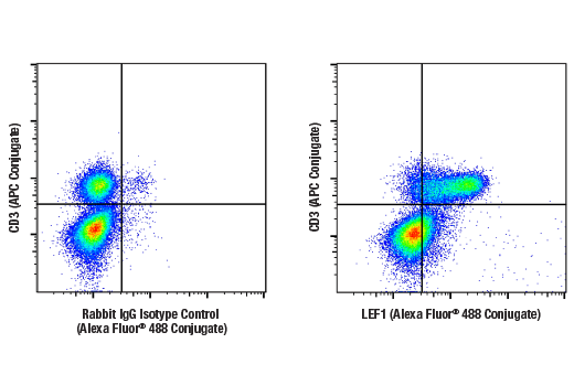Flow Cytometry Image 2: LEF1 (C12A5) Rabbit mAb (Alexa Fluor® 488 Conjugate)