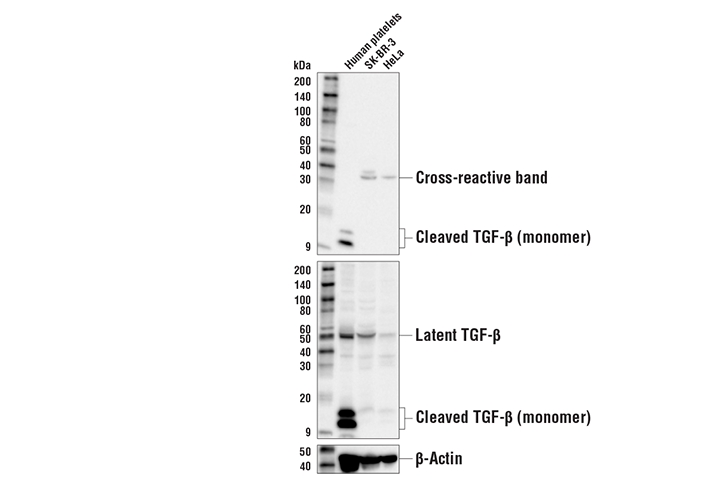 Western Blotting Image 1: Cleaved TGF-β1 (Ala279)/ TGF-β2 (Ala303)/ TGF-β3 (Ala301) Antibody