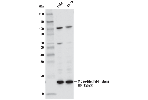 Western Blotting Image 1: Mono-Methyl-Histone H3 (Lys27) (D3R8N) Rabbit mAb