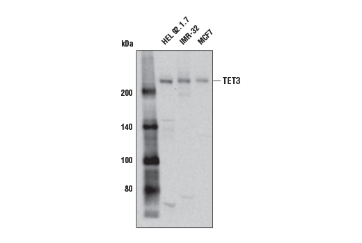  Image 4: Human Reactive DNA Demethylation Antibody Sampler Kit