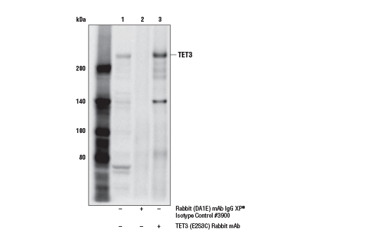 Immunoprecipitation Image 1: TET3 (E2S3C) Rabbit mAb