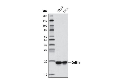 Western Blotting Image 1: Cofilin (D3F9) XP® Rabbit mAb (HRP Conjugate)