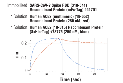  Image 3: Human ACE2 (multimeric) (18-652) Recombinant Protein