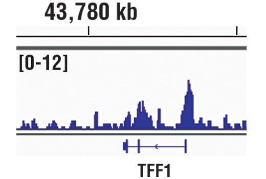 Chromatin Immunoprecipitation Image 1: HDAC3 (D2O1K) Rabbit mAb