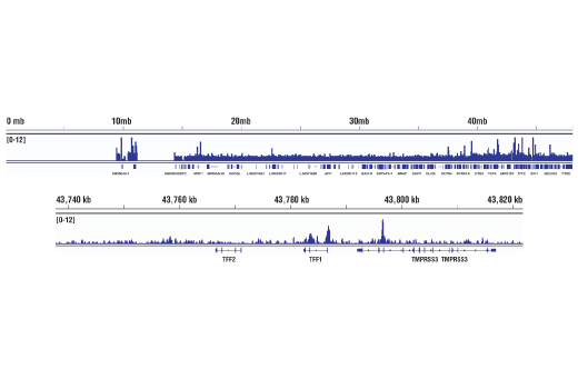 Chromatin Immunoprecipitation Image 2: HDAC3 (D2O1K) Rabbit mAb