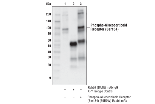 Immunoprecipitation Image 1: Phospho-Glucocorticoid Receptor (Ser134) (E9R9W) Rabbit mAb