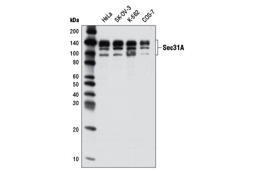 Western Blotting Image 1: Sec31A Antibody