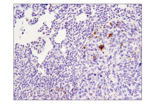 Immunohistochemistry Image 5: PD-L1 (D5V3B) Rabbit mAb (Mouse Specific; IHC Specific) (BSA and Azide Free)