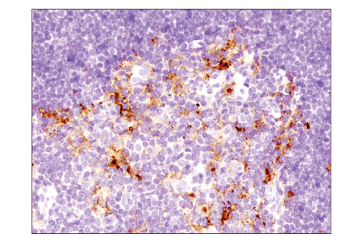 Immunohistochemistry Image 2: PD-L1 (D5V3B) Rabbit mAb (Mouse Specific; IHC Specific) (BSA and Azide Free)