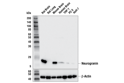 Western Blotting Image 1: Neurogranin (E9L8D) Rabbit mAb (BSA and Azide Free)