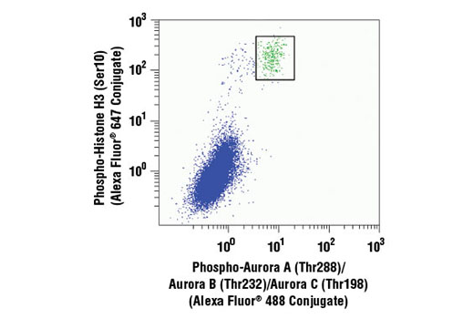 Flow Cytometry Image 1: Phospho-Aurora A (Thr288)/Aurora B (Thr232)/Aurora C (Thr198) (D13A11) XP® Rabbit mAb (Alexa Fluor® 488 Conjugate)