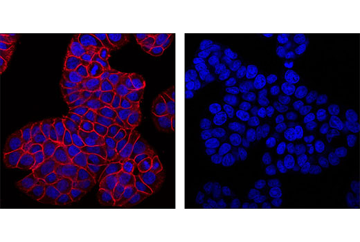 Immunofluorescence Image 1: Mouse (G3A1) mAb IgG1 Isotype Control (Alexa Fluor® 594 Conjugate)