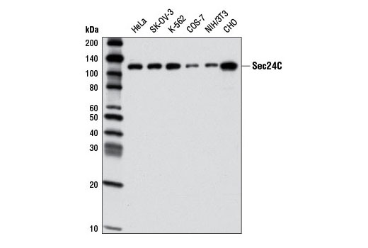 Western Blotting Image 1: Sec24C Antibody