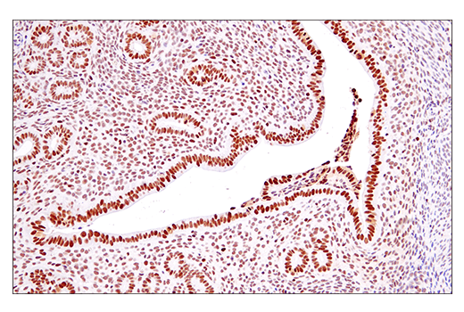 Immunohistochemistry Image 5: EED (E4L6E) XP® Rabbit mAb