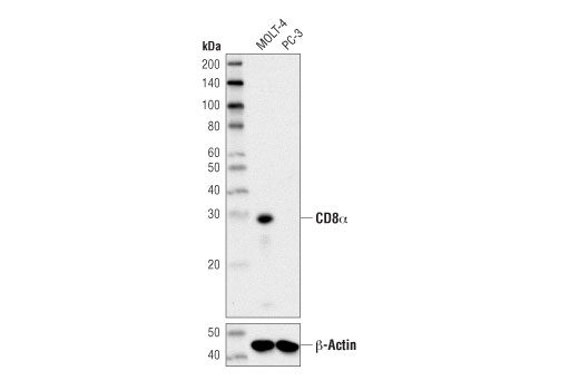  Image 12: Human Exhausted CD8+ T Cell IHC Antibody Sampler Kit