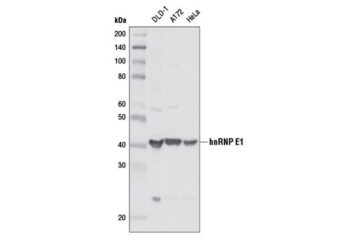 Western Blotting Image 1: hnRNP E1 Antibody