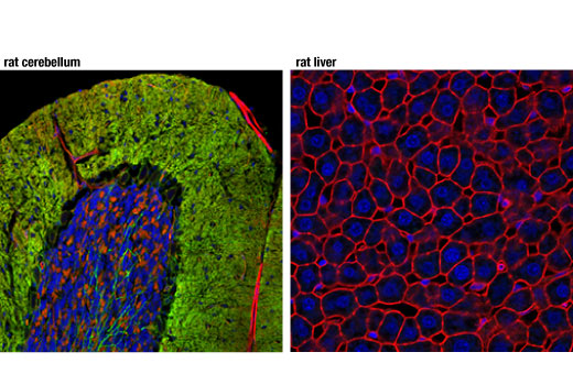 Immunofluorescence Image 2: NKCC1 (D2O8R) XP® Rabbit mAb