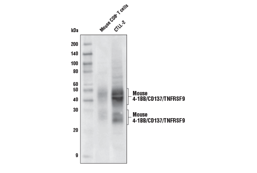 Western Blotting Image 1: 4-1BB/CD137/TNFRSF9 Antibody