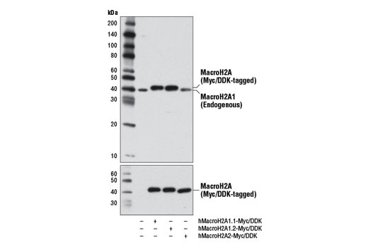 Western Blotting Image 2: MacroH2A1 Antibody