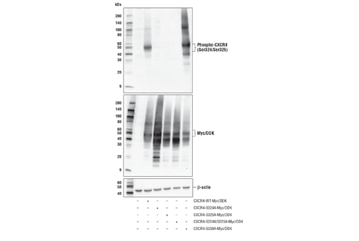 Western Blotting Image 1: Phospho-CXCR4 (Ser324/Ser325) Antibody