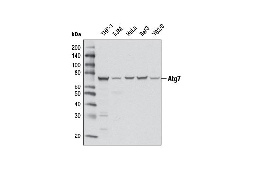  Image 5: Autophagy Vesicle Elongation (Atg12 Conjugation) Antibody Sampler Kit