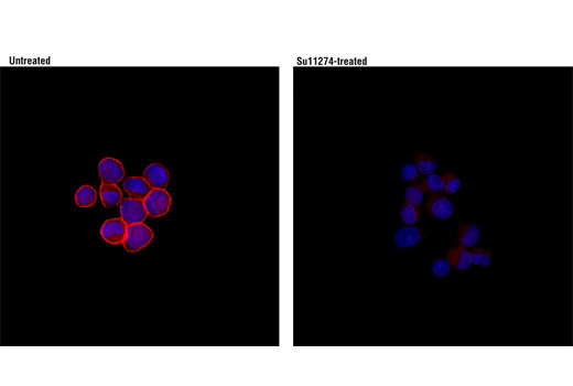 Immunofluorescence Image 1: Phospho-Met (Tyr1234/1235) (D26) XP® Rabbit mAb (Alexa Fluor® 594 Conjugate)