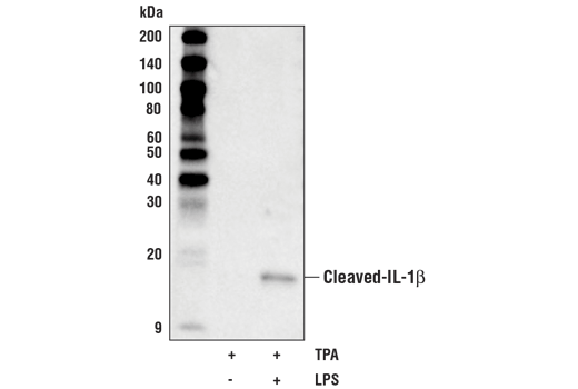 Western Blotting Image 1: Cleaved-IL-1β (Asp116) (D3A3Z) Rabbit mAb (Biotinylated)