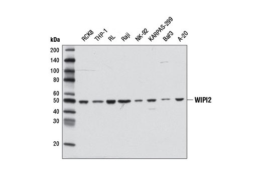 Western Blotting Image 1: WIPI2 Antibody