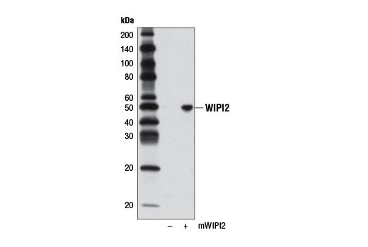 Western Blotting Image 2: WIPI2 Antibody