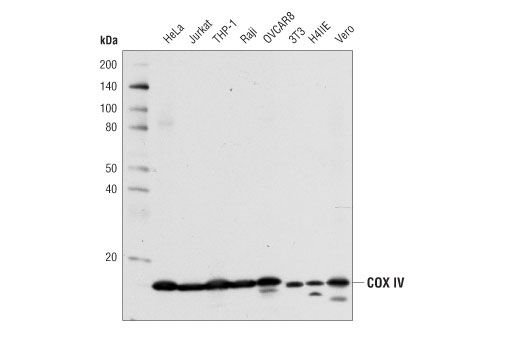 Western Blotting Image 1: COX IV (4D11-B3-E8) Mouse mAb (BSA and Azide Free)