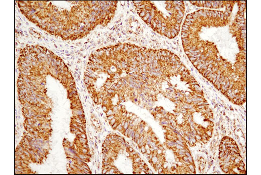 Immunohistochemistry Image 1: COX IV (4D11-B3-E8) Mouse mAb (BSA and Azide Free)