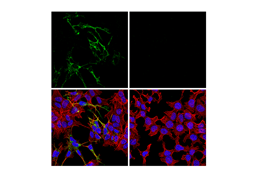 Immunofluorescence Image 1: CHGA (E8X7R) Rabbit mAb