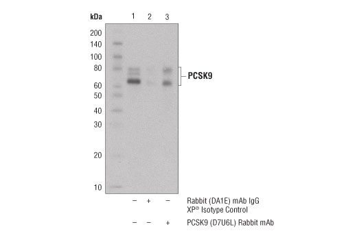 Immunoprecipitation Image 1: PCSK9 (D7U6L) Rabbit mAb