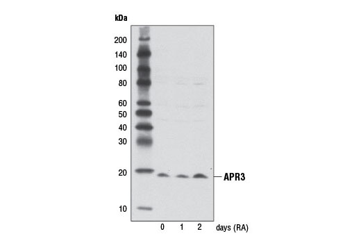 Western Blotting Image 1: APR3 Antibody