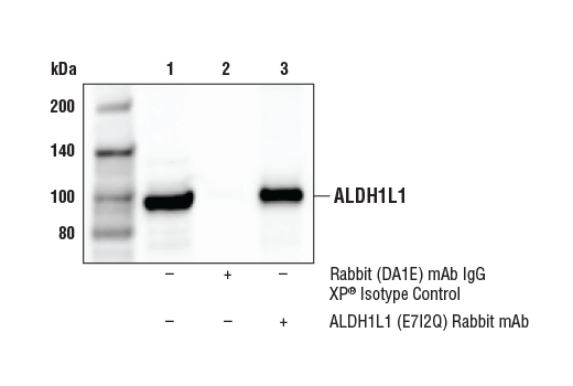 Immunoprecipitation Image 1: ALDH1L1 (E7I2Q) Rabbit mAb