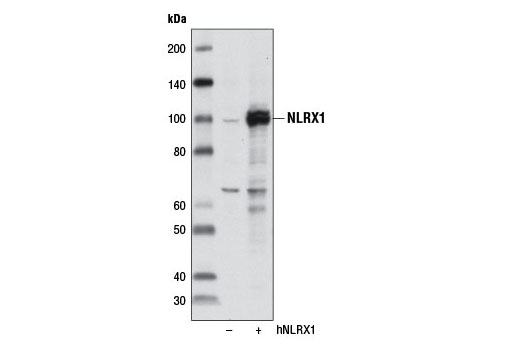 Western Blotting Image 2: NLRX1 Antibody