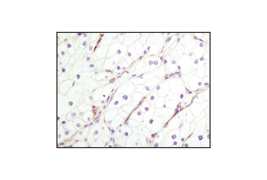 Immunohistochemistry Image 6: CD31 (PECAM-1) (89C2) Mouse mAb (BSA and Azide Free)