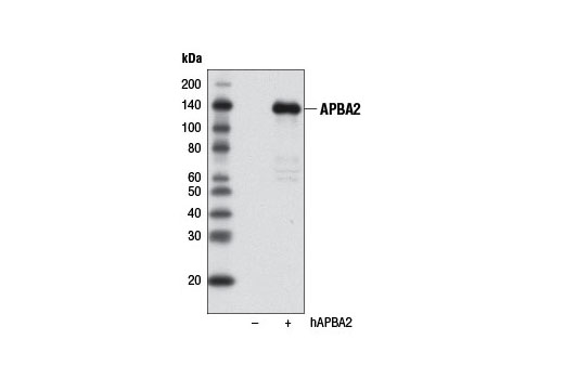 Western Blotting Image 2: APBA2 Antibody