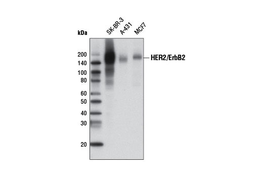 Western Blotting Image 1: HER2/ErbB2 (D8F12) XP® Rabbit mAb (Biotinylated)