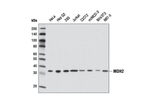 Western Blotting Image 1: MDH2 Antibody