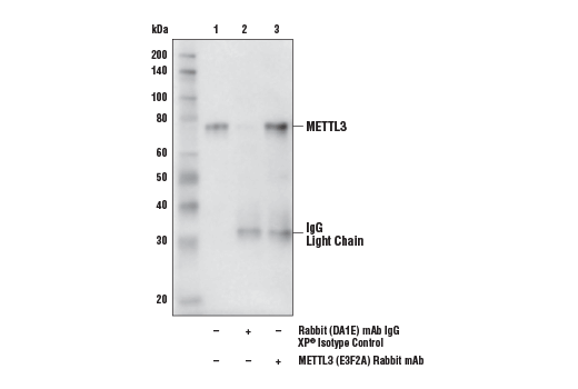 Immunoprecipitation Image 1: METTL3 (E3F2A) Rabbit mAb