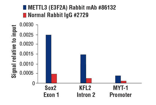 Chromatin Immunoprecipitation Image 1: METTL3 (E3F2A) Rabbit mAb