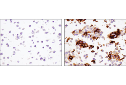  Image 53: Human T Cell Co-inhibitory and Co-stimulatory Receptor IHC Antibody Sampler Kit