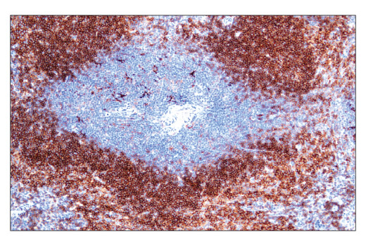 Immunohistochemistry Image 1: CD40 (E2Z7J) Rabbit mAb